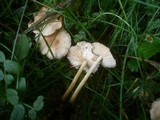 Marasmius oreades image
