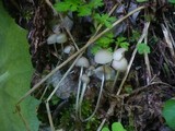 Mycena abramsii image