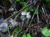 Mycena abramsii image