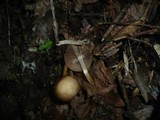 Psathyrella spadiceogrisea image