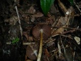 Psathyrella spadiceogrisea image