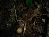 Psathyrella spadiceogrisea image