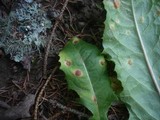 Puccinia hieracii image