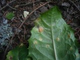 Puccinia hieracii var. hieracii image