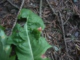 Puccinia hieracii var. hieracii image