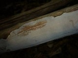 Scytinostroma portentosum image