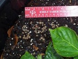 Lycogala epidendrum image