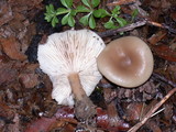 Clitocybe fragrans image