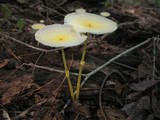 Leucocoprinus fragilissimus image