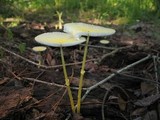 Leucocoprinus fragilissimus image