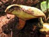 Buchwaldoboletus lignicola image