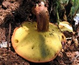 Buchwaldoboletus lignicola image