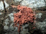Arcyria oerstedii image