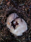 Sarcosphaera coronaria image