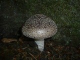 Amanita excelsa image