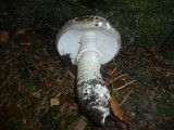 Amanita excelsa image
