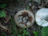 Amanita excelsa image