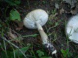 Amanita excelsa image