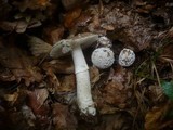 Amanita excelsa image