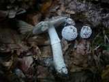 Amanita excelsa image
