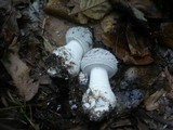Amanita excelsa image