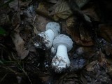 Amanita excelsa image