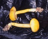 Boletus curtisii image