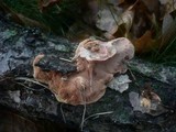 Hapalopilus rutilans image