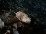Hapalopilus rutilans image