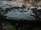 Peniophorella pubera image
