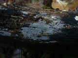 Peniophorella pubera image