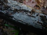 Peniophorella pubera image