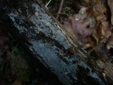 Peniophorella pubera image