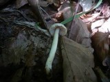 Inocybe geophylla image