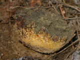 Scleroderma areolatum image