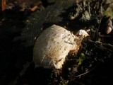 Neolentinus lepideus image