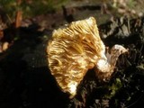 Neolentinus lepideus image