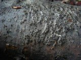 Anthostoma turgidum image
