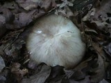 Megacollybia platyphylla image
