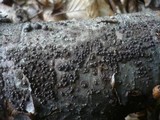 Rosellinia corticium image