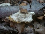 Trametes hirsuta image