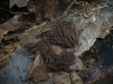 Stemonitis fusca image