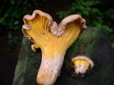 Cantharellus roseocanus image