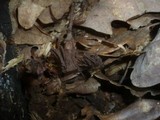 Stemonitis fusca image