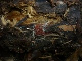 Stemonitis fusca image
