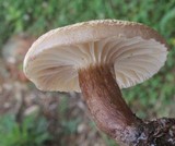 Lactarius gerardii image