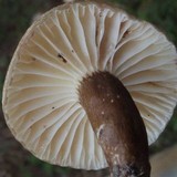Lactarius gerardii image
