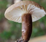 Lactarius gerardii image