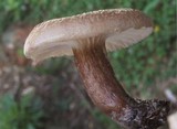 Lactarius gerardii image