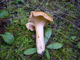 Cantharellus formosus image